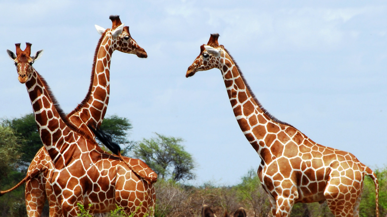 Reticulated giraffes are one of four species of giraffe - here photographed in Meru National Park in Kenya.