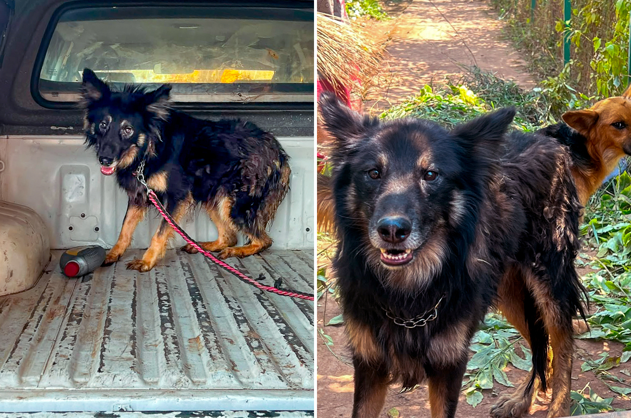 Twee beelden van hond Lucky: achterin het reddingsvoertuig en buiten bij het opvangcentrum van Sauvons Nos Animaux.