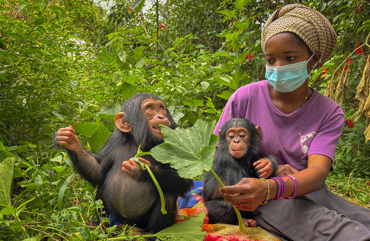 Geredde apen en een verzorger buiten in het groen bij het Lwiro Primate Rehabilitation Centre in de DRC .