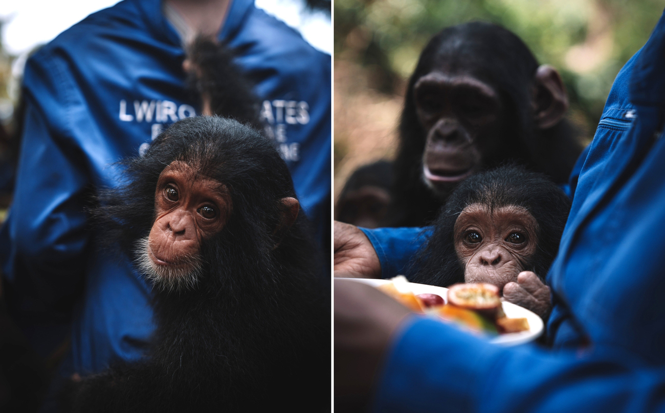 Twee foto's van de geredde apen bij een verzorger in het Lwiro Primate Rehabilitation Centre in de Democratische Republiek Congo.