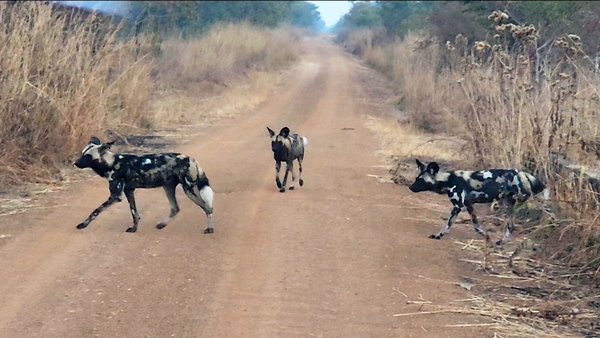 Erstmals seit zehn Jahren wieder Afrikanische Wildhunde im Kasungu-Nationalpark