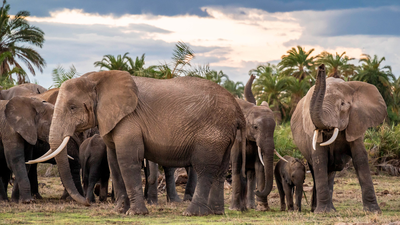 Group of African elephants in Amboseli, Kenya.