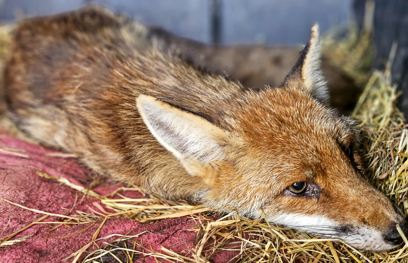 Ein Fuchs liegt erschöpft auf einem mit Stroh ausgelegtem Handtuch.