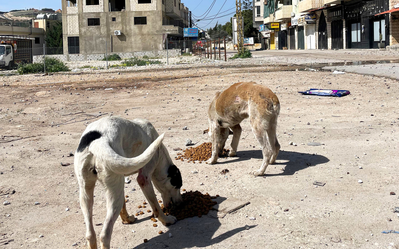 Local responders from Give Me A Paw provide food for dogs in southern Lebanon, helping ensure animals continue receiving care despite ongoing conflict and displacement.