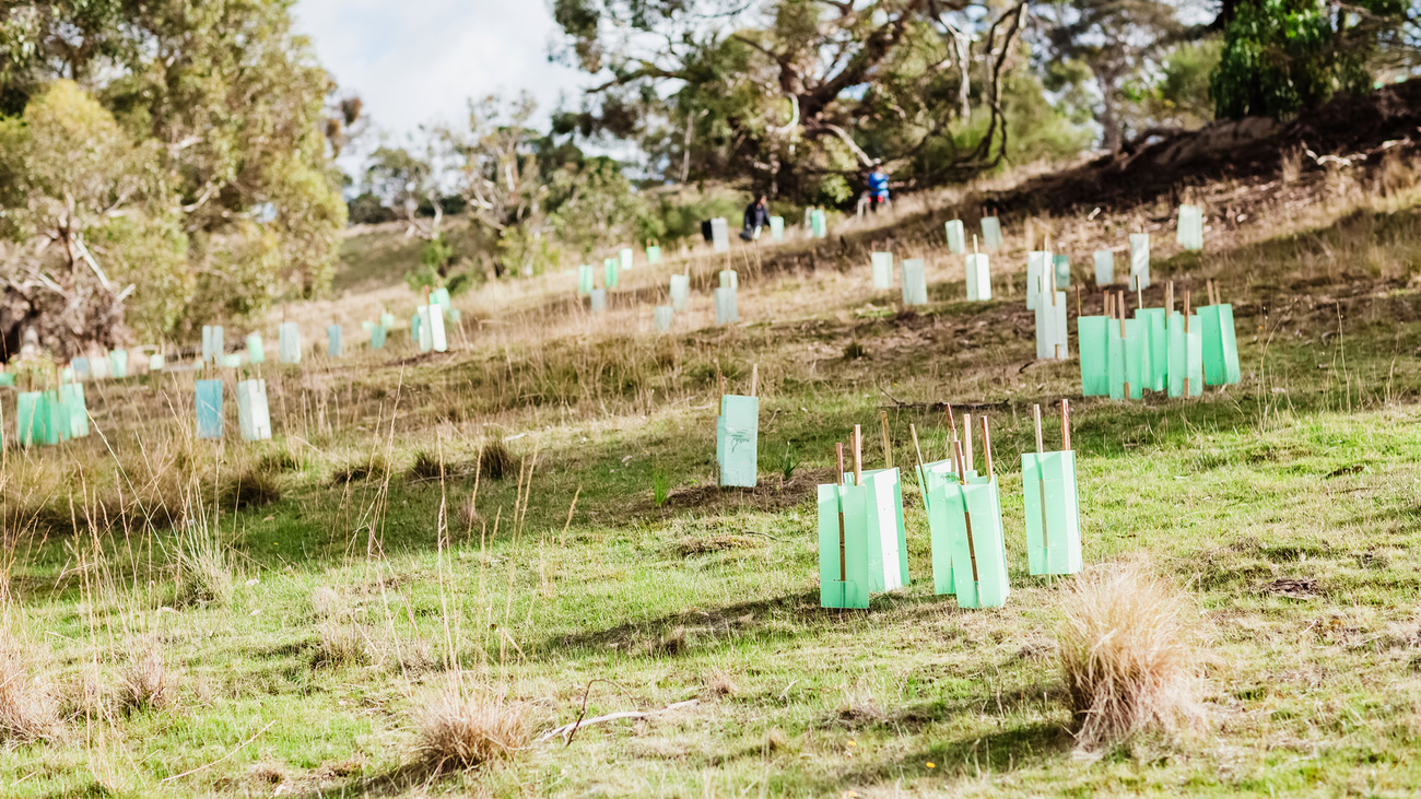 IFAW teamed up with Koala Clancy Foundation to plant more than 8,100 trees on a property where koalas have been spotted for the first time in decades, helping to further encourage their return.