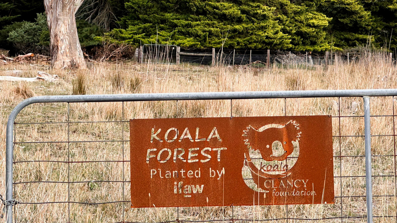 IFAW teamed up with Koala Clancy Foundation to plant more than 8,100 trees on a property where koalas have been spotted for the first time in decades, helping to further encourage their return.