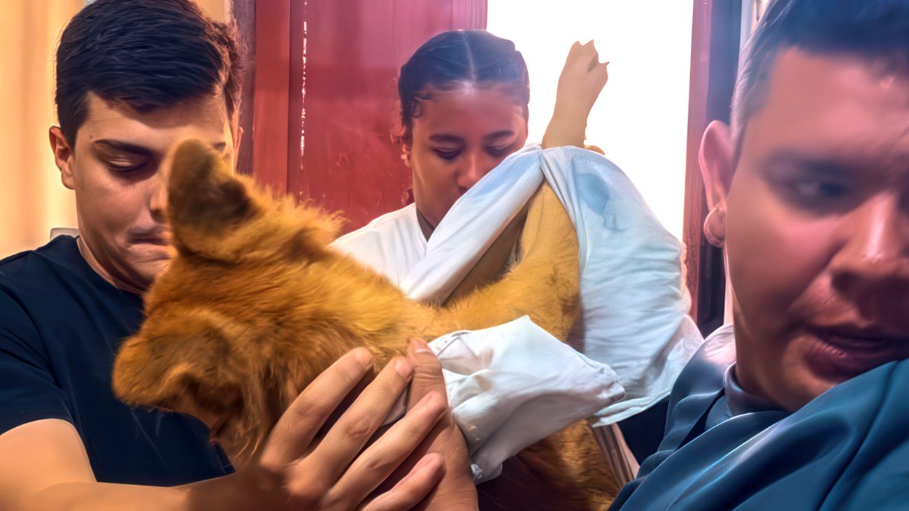 Canela the dog is rushed to emergency care after being injured during two tragic earthquakes in Venezuela.