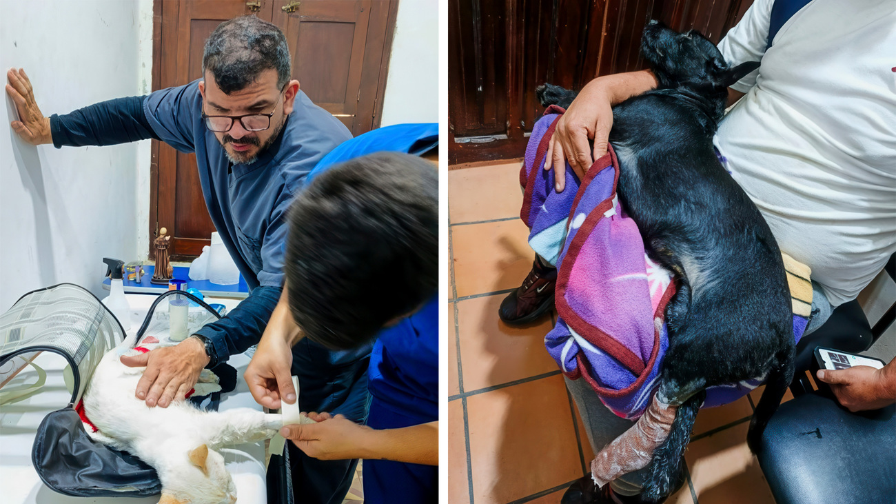 IFAW is supporting our partner Red de Apoyo Canino after two tragic earthquakes in Venezuela.