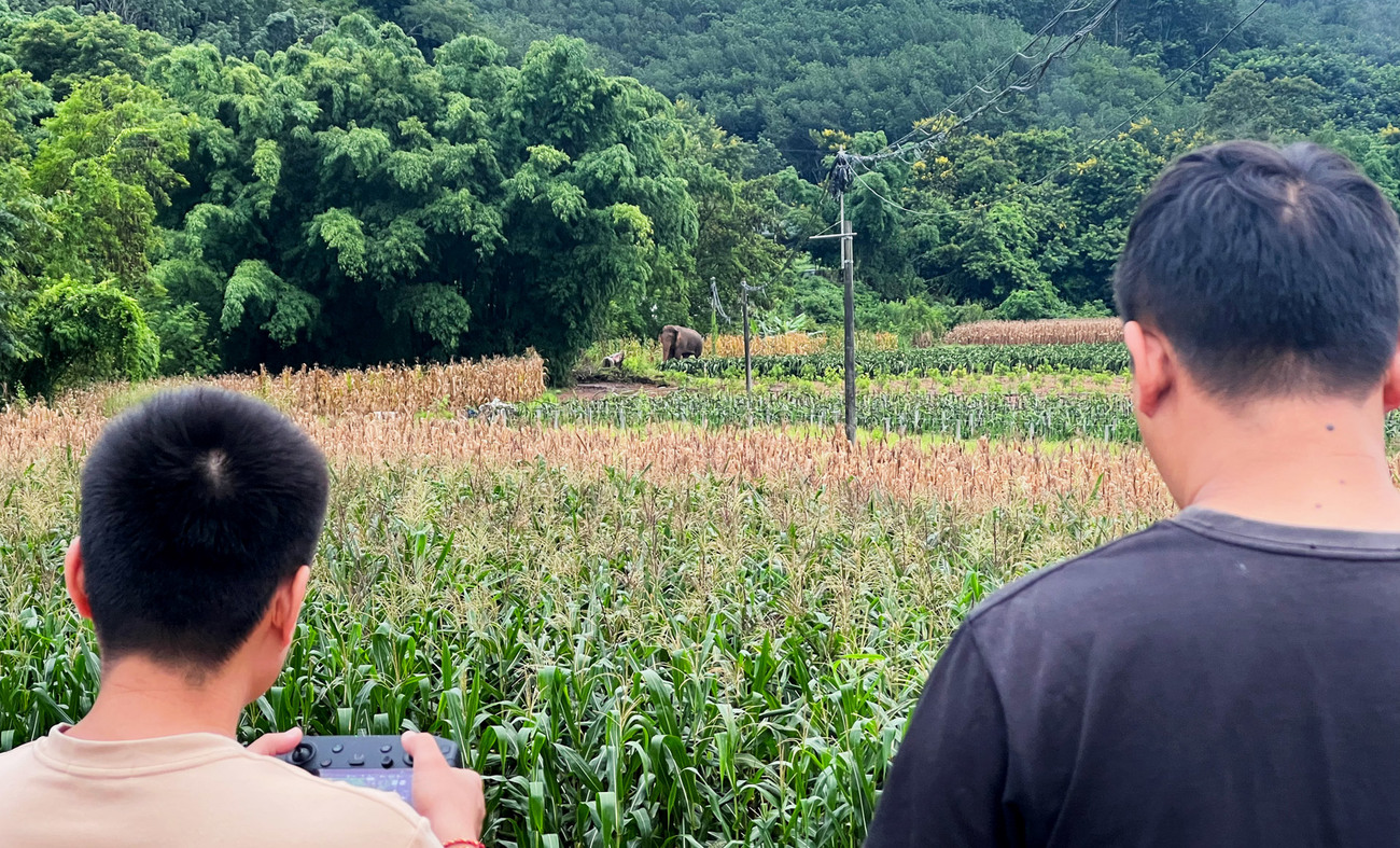 Ranger Li Jie conducts field monitoring of wild Asian elephants in Mengla County, Yunnan Province, China.