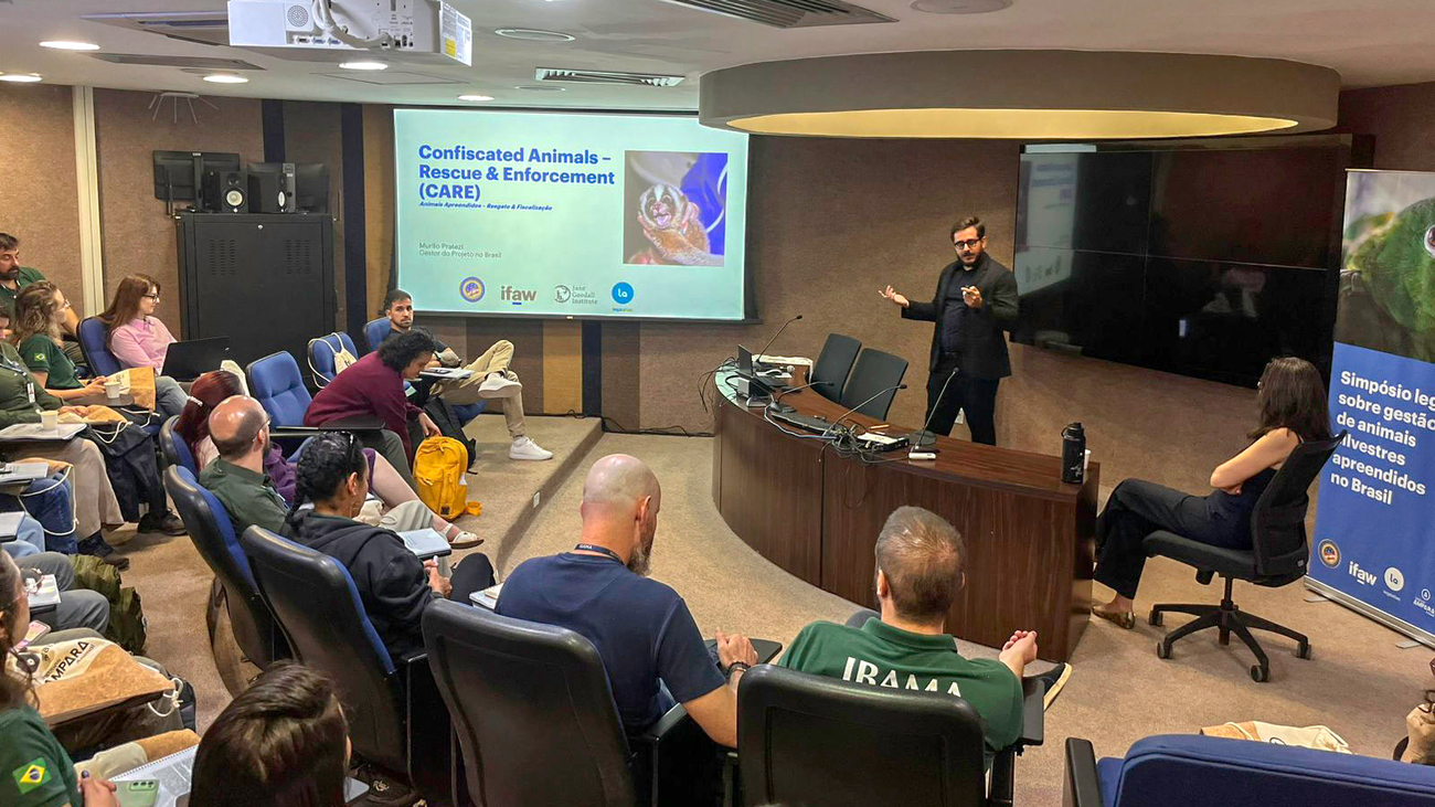 IFAW presents the findings of the legal gap analysis conducted under the CARE project to Brazilian authorities at a legal symposium held in Brazil in 2026.