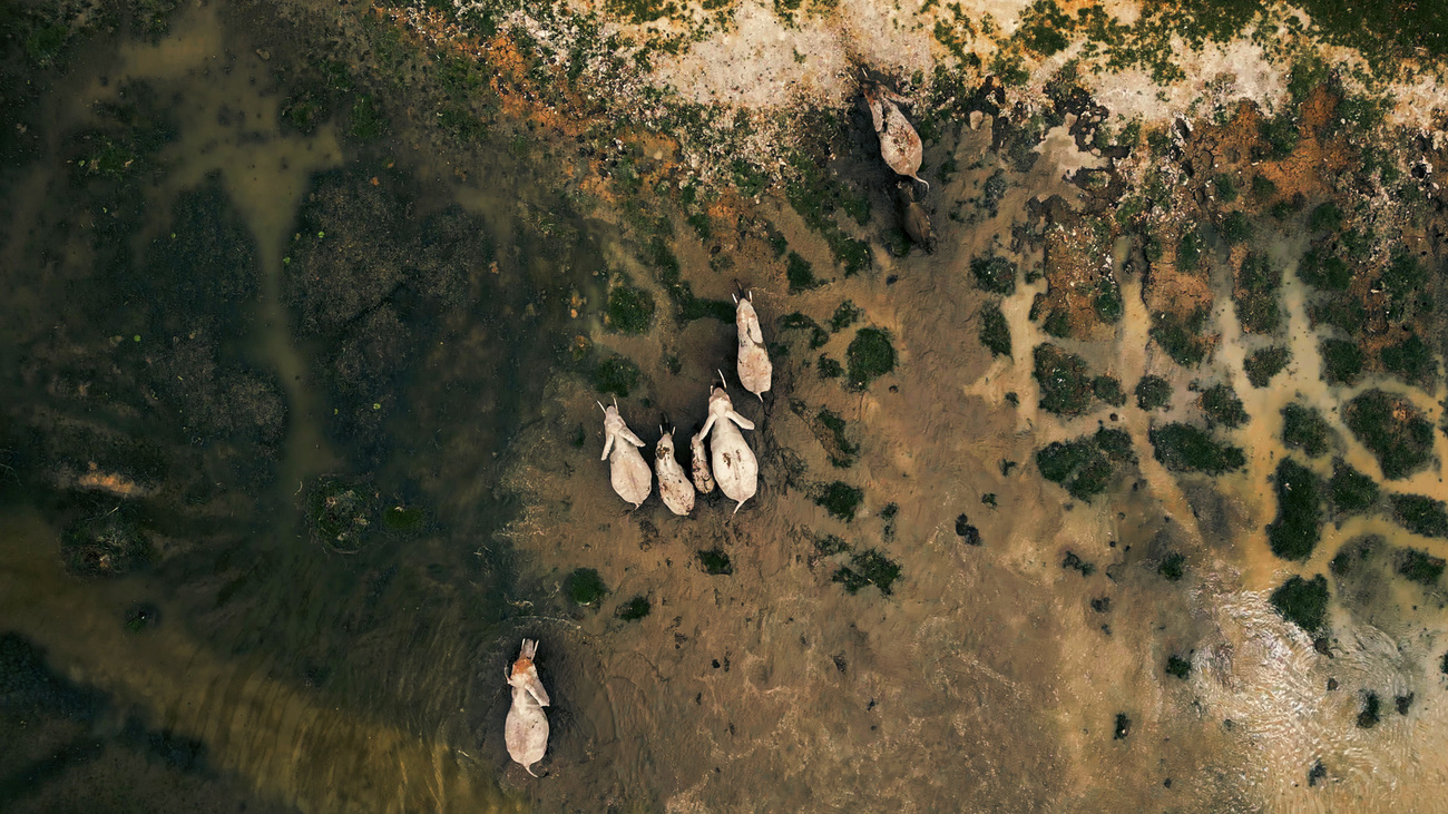 Aerial view of elephants walking through Amboseli, Kenya.