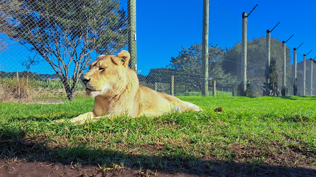 With support from IFAW, Lionhearts Project Trust is providing vital veterinary care to four elderly lions in their twilight years in New Zealand.
