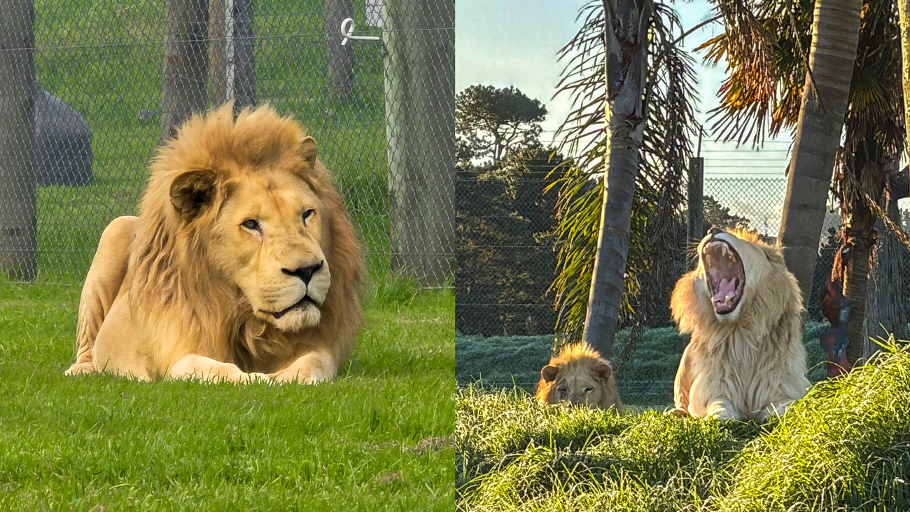 With support from IFAW, Lionhearts Project Trust is providing vital veterinary care to four elderly lions in their twilight years in New Zealand.