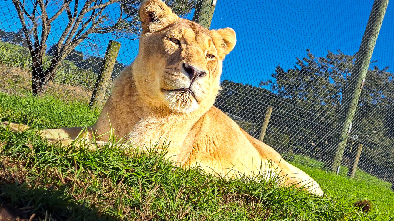 With support from IFAW, Lionhearts Project Trust is providing vital veterinary care to four elderly lions in their twilight years in New Zealand.