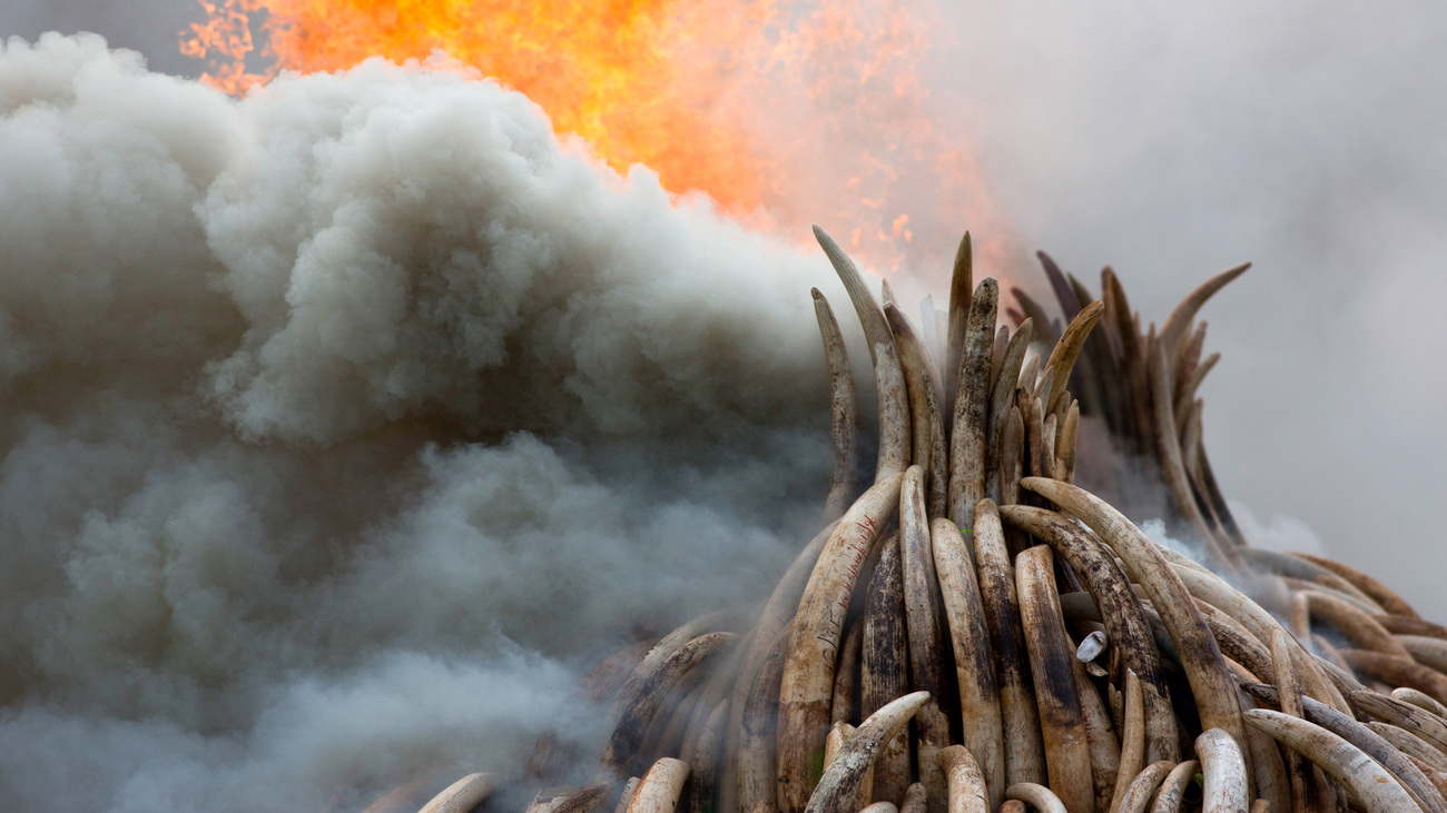 105 tonnes of elephant ivory and 1.35 tonnes of rhino horn being burned.