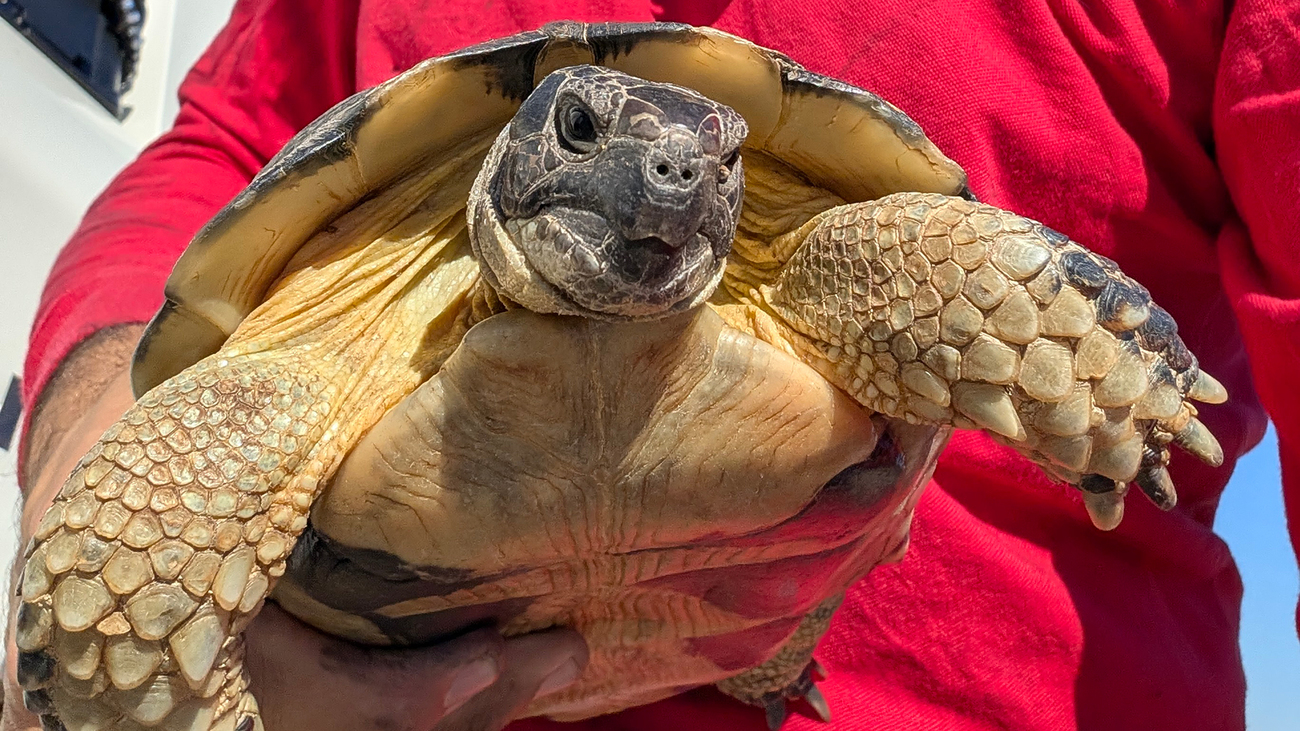 Ein Mann mit Mundschutz hält eine Schildkröte in die Kamera.
