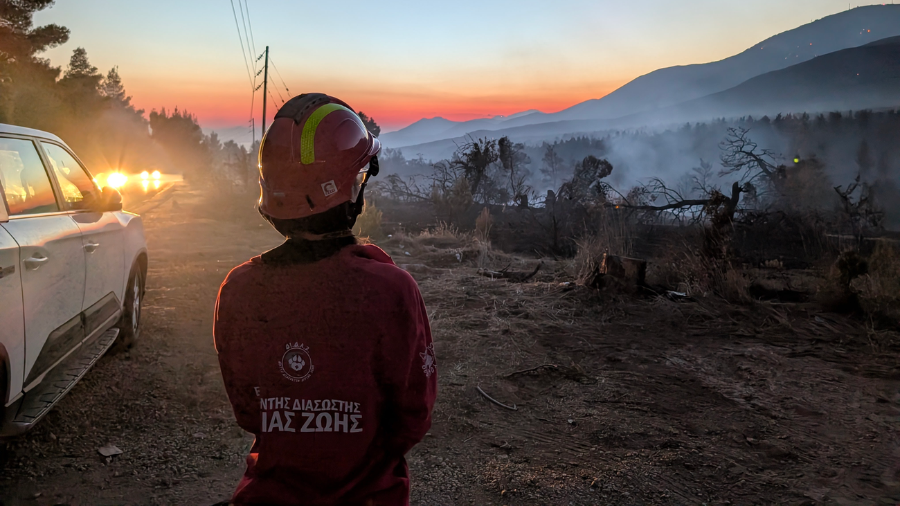 Le partenaire d’IFAW, Save Your Hood, secourt des animaux lors des incendies de forêt en Grèce.