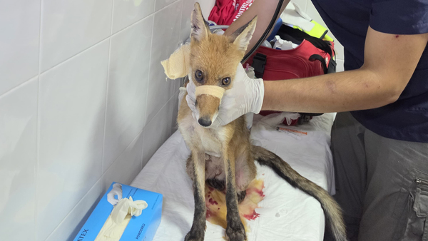 De bosbranden in Griekenland brengen wilde dieren en gemeenschappen in gevaar.