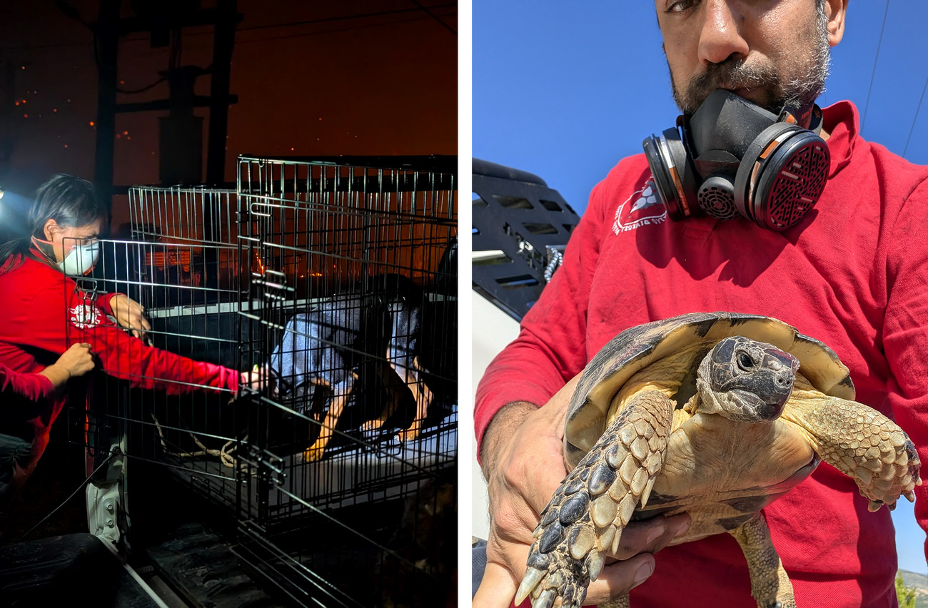 Le partenaire d’IFAW, Save Your Hood, en train de secourir des animaux lors des incendies de forêt en Grèce.