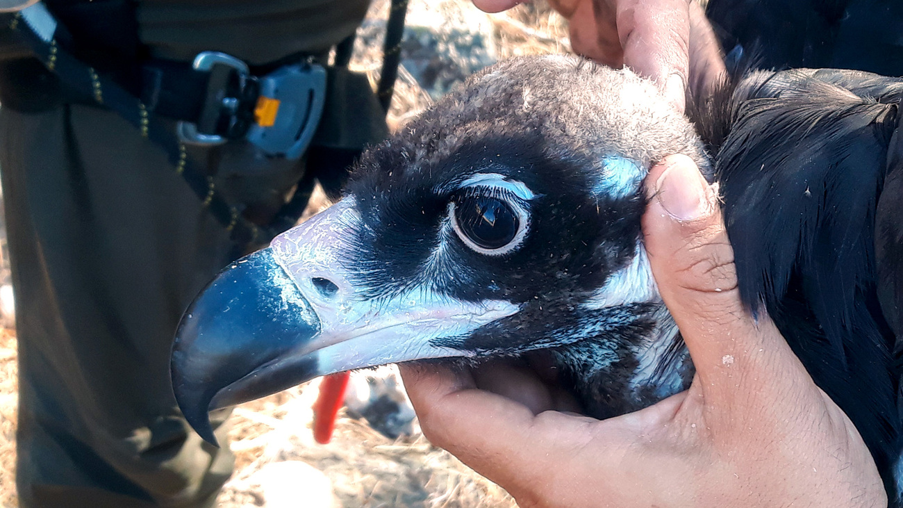Veterinary teams at GREFA’s Wildlife Hospital provide treatment and care to wild animals affected by the devastating 2026 wildfires in central Spain, with emergency support from IFAW.