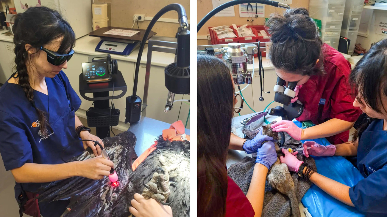 Veterinary teams at GREFA’s Wildlife Hospital provide treatment and care to wild animals affected by the devastating 2026 wildfires in central Spain, with emergency support from IFAW.