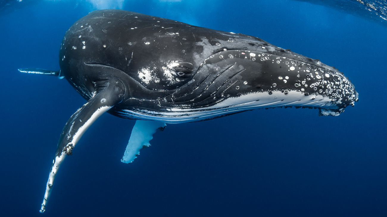 La baleine à bosse est célèbre pour ses acrobaties spectaculaires. Elle peut atteindre plus de 18 mètres de long et peser jusqu’à 36 tonnes.