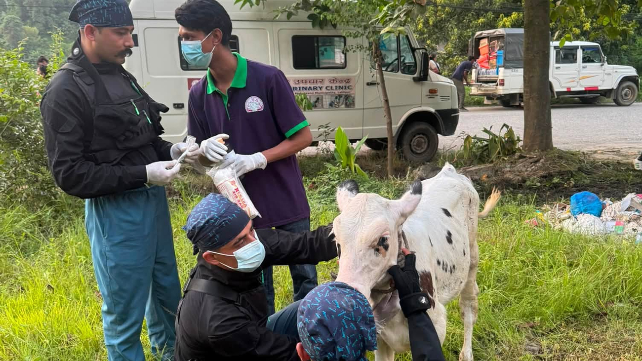 Hulpverleners van IFAW partner Sneha Care onderzoeken een koe in het rampgebied.