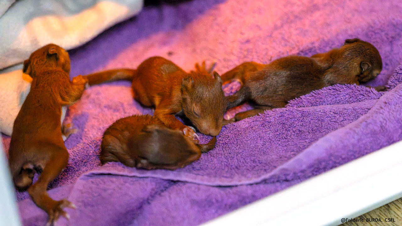 Heat-stressed baby squirrels recovers at a wildlife rescue center during excessive heat in France.