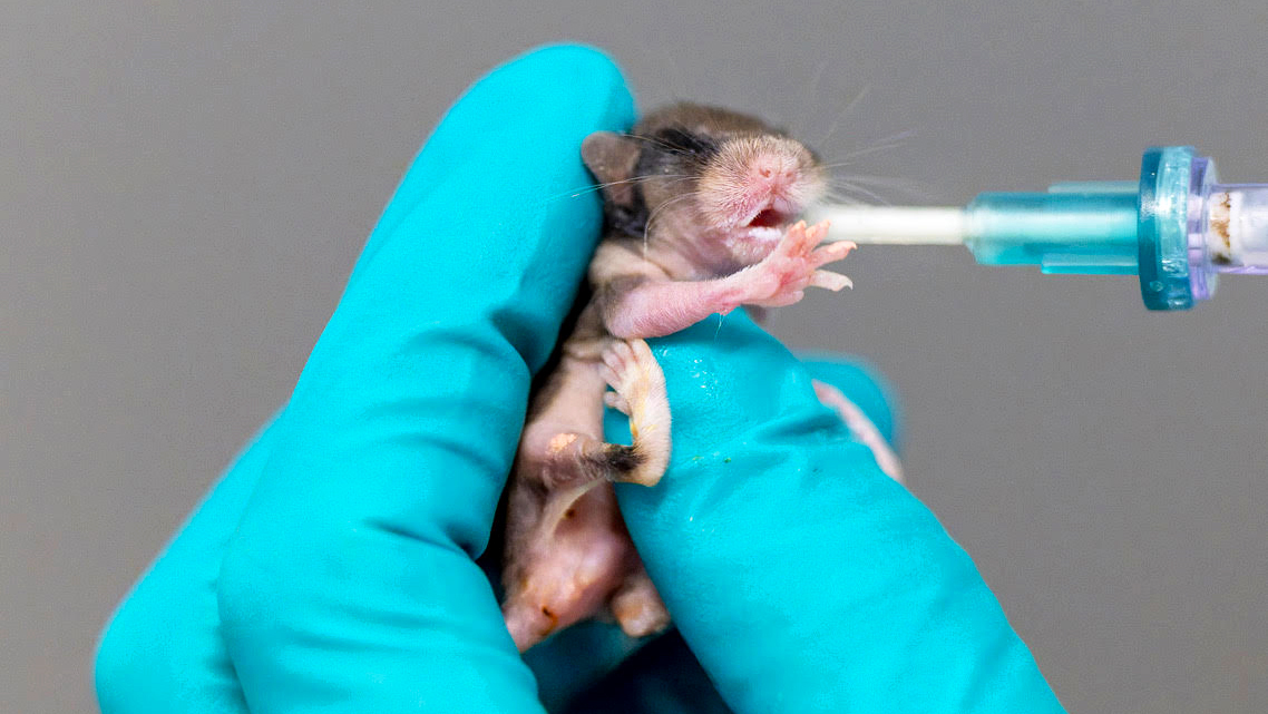 A heat-stressed baby garden dormouse recovers at a wildlife rescue center during excessive heat in France.