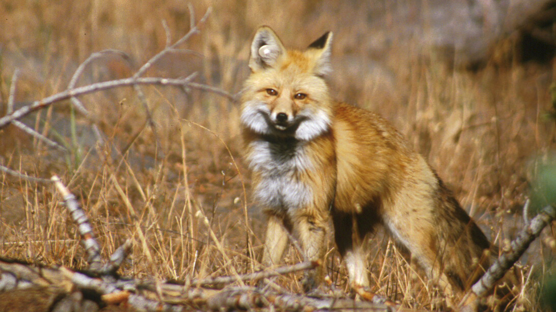 Sierra Nevada Red Fox, Lassen Volcanic National Park,