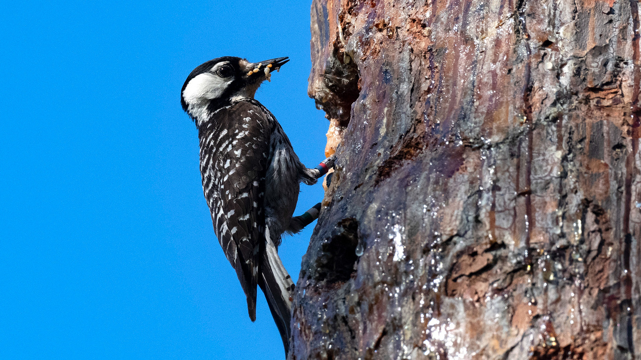 A red-cockaded woodpecker using a tree cavity.