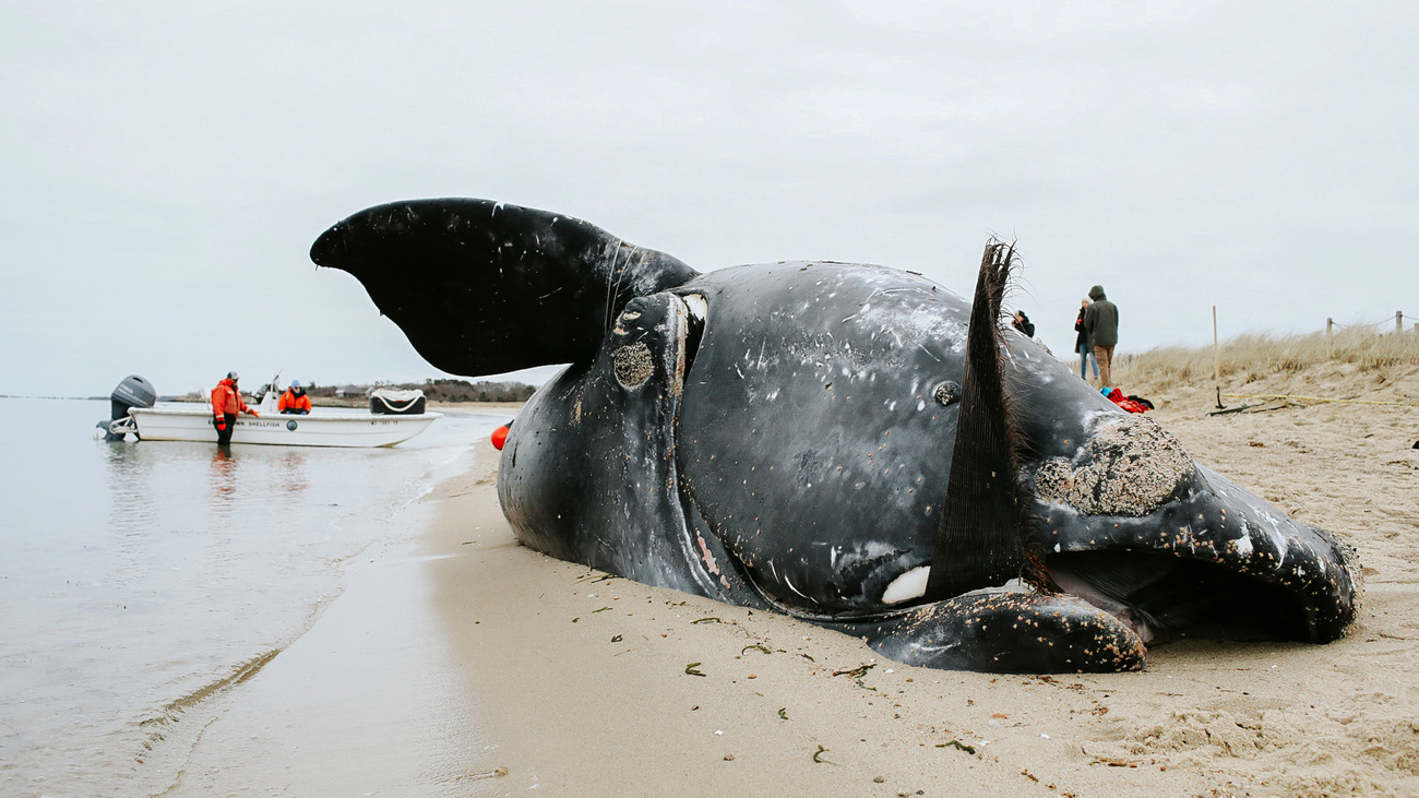 IFAW helps respond to a deceased North Atlantic right whale washed ashore in Martha’s Vineyard.