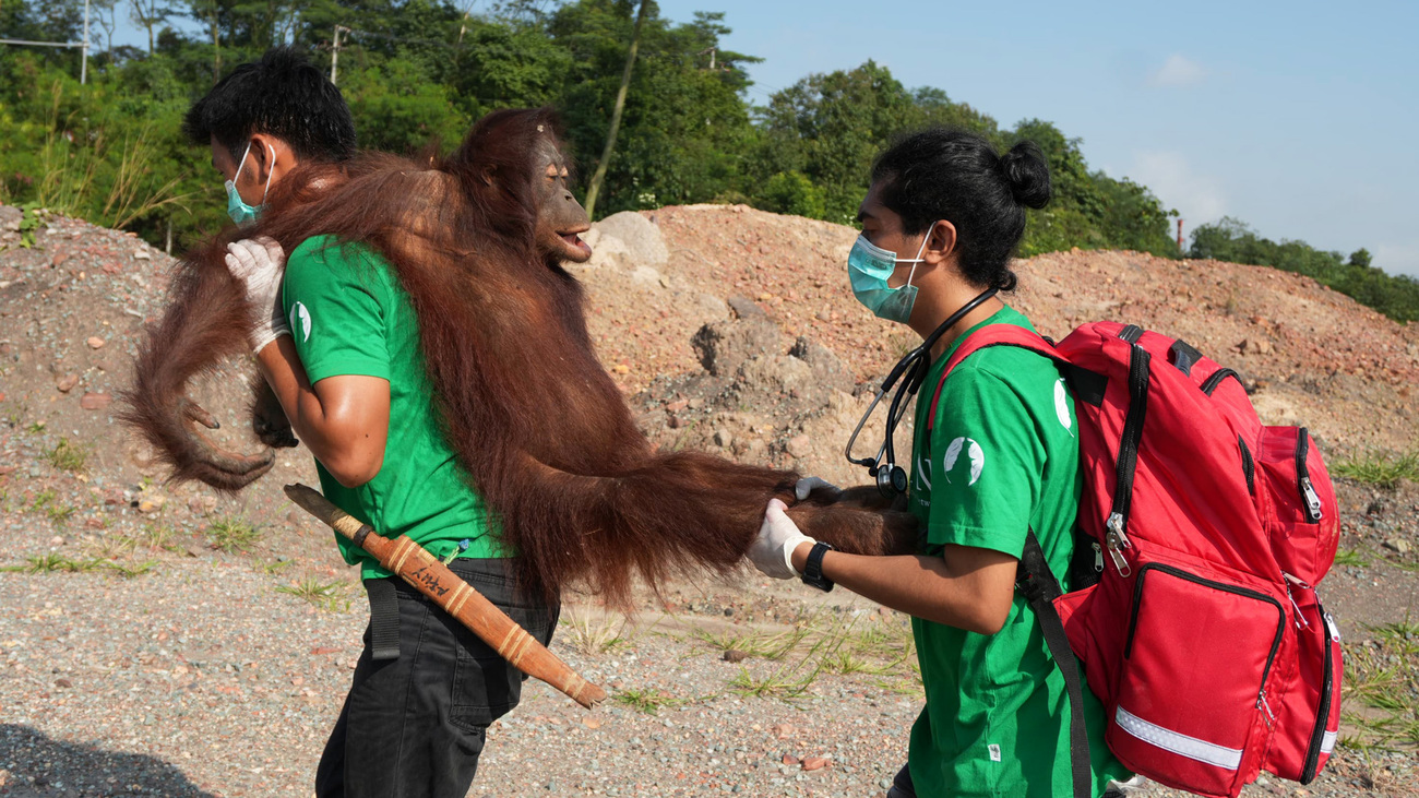 Conservation Action Network team members carry a rescued orangutan to safety during the 2026 wildfire emergency in Indonesian Borneo.