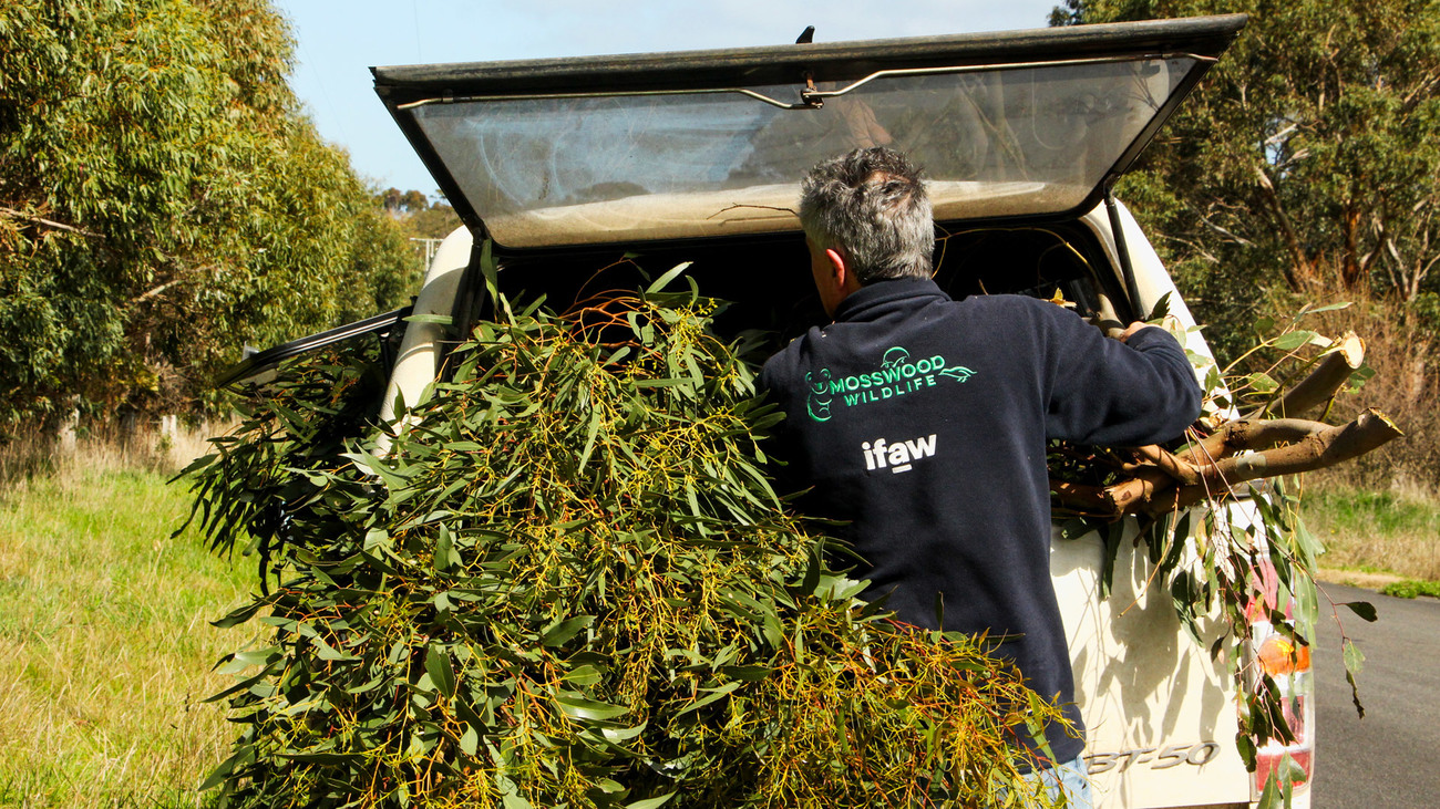 Peter Wilson from IFAW partner Mosswood Wildlife collects fresh leaf for the koalas in rehabilitation.