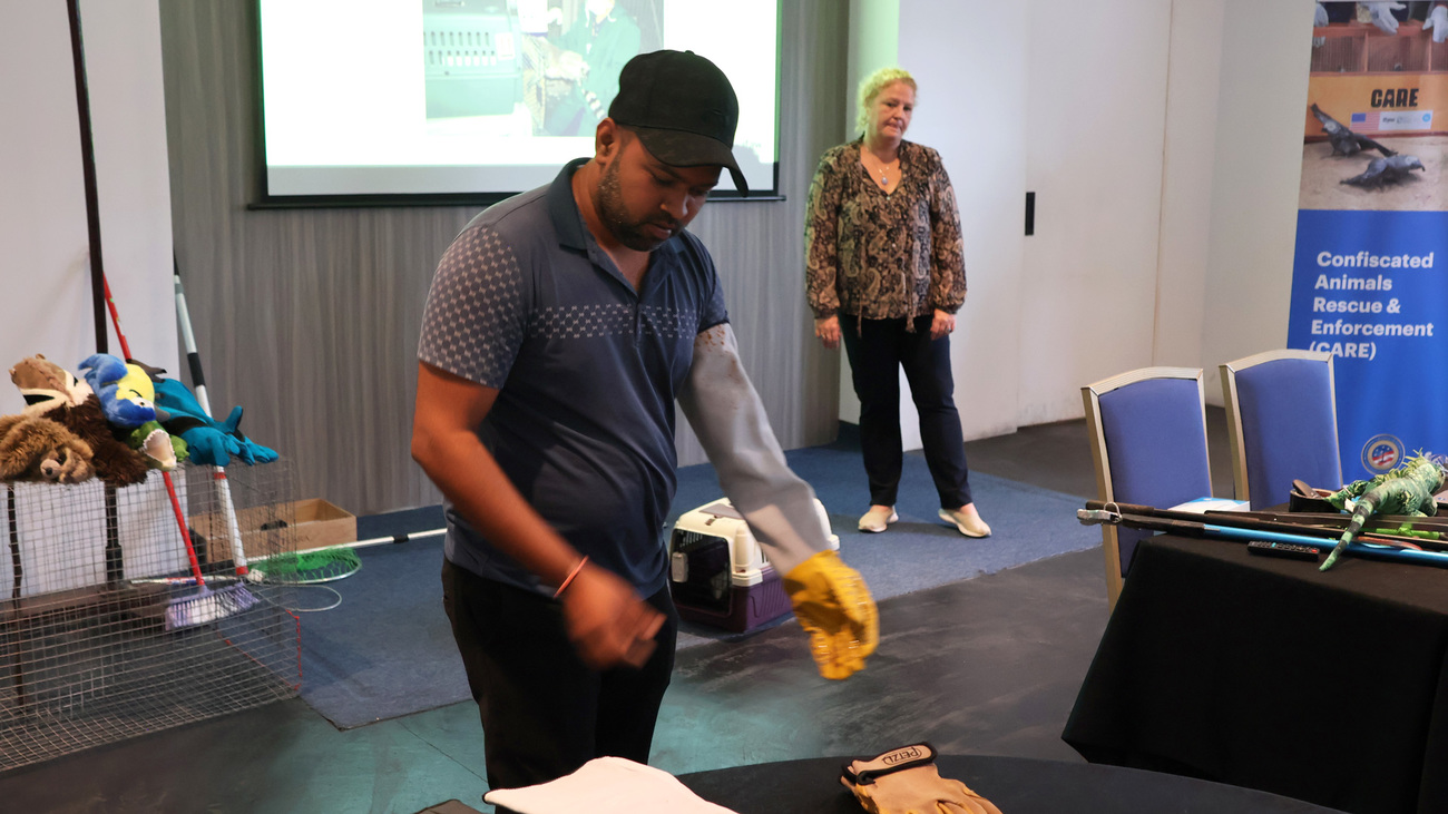 A CARE participant prepares for an animal handling mock exercise at the CARE training held in Suriname in 2025.