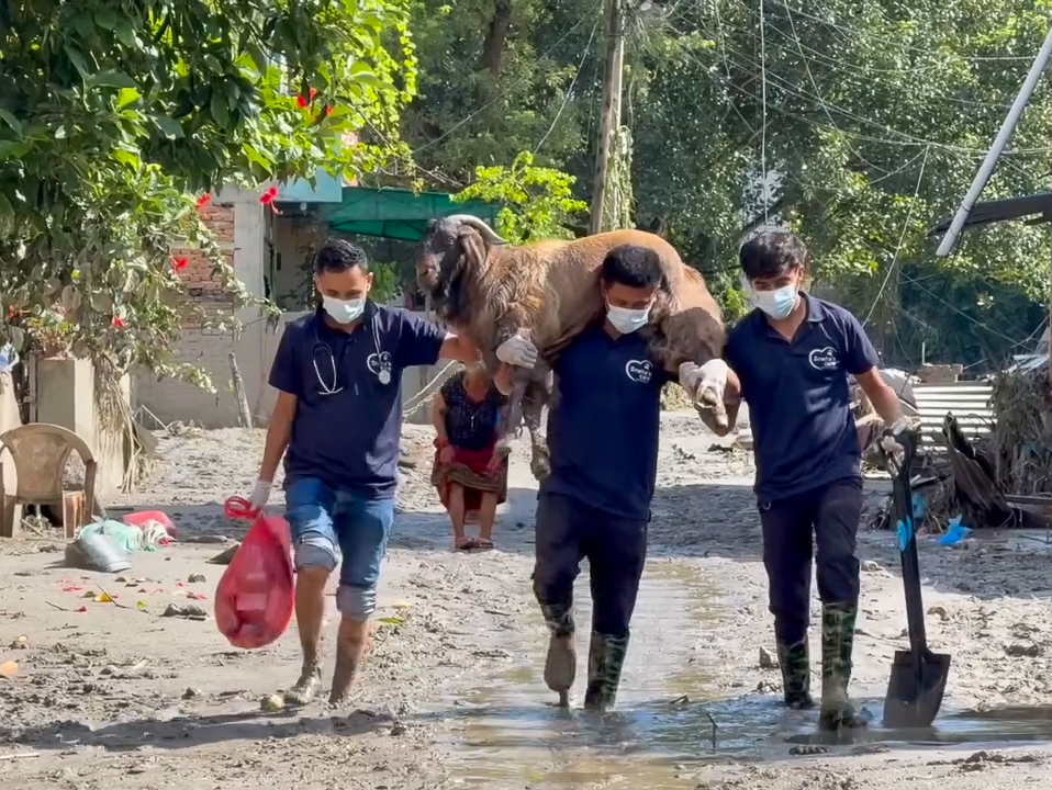 Medewerkers van Sneha's Care dragen een geit die is gered na de verwoestende overstromingen in Nepal.