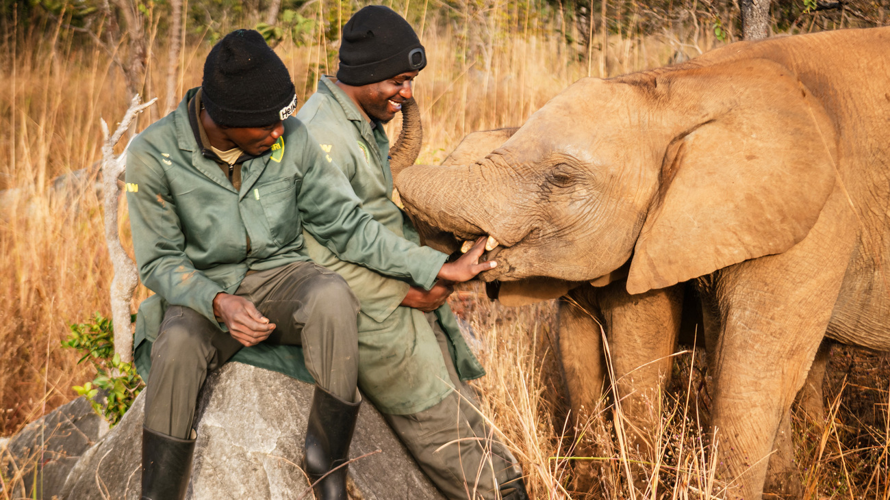 Elephant with keepers at Lusaka Elephant Nursery, Zambia.