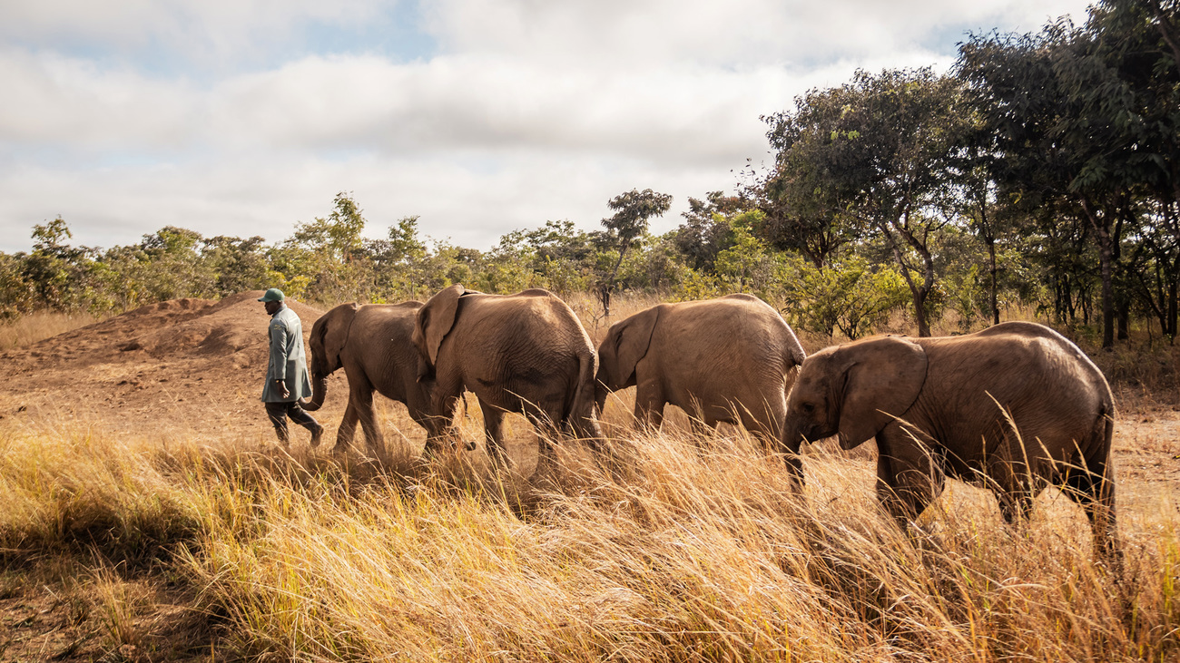 Elephant with keepers at Lusaka Elephant Nursery, Zambia.