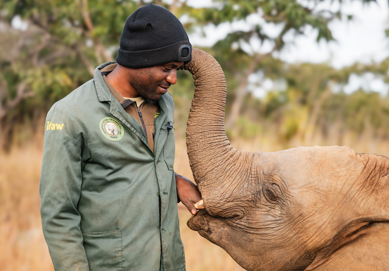 Elephant with keeper at Lusaka Elephant Nursery, Zambia.