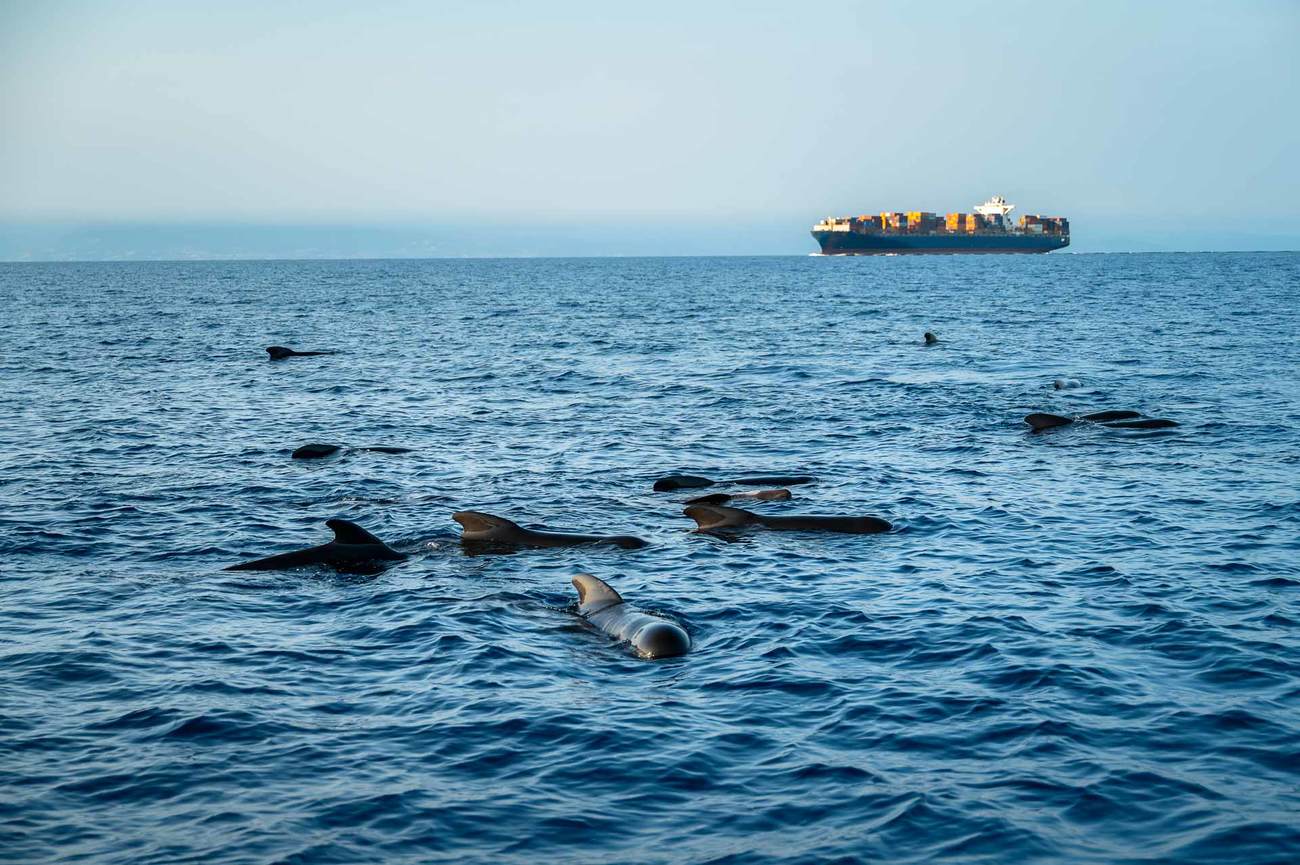 Groupe de globicéphales (Globicephala melas) à proximité d’un navire de transport de marchandises, au large de Nice, en mer Méditerranée. 