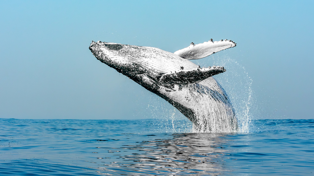 A humpback whale breaching.