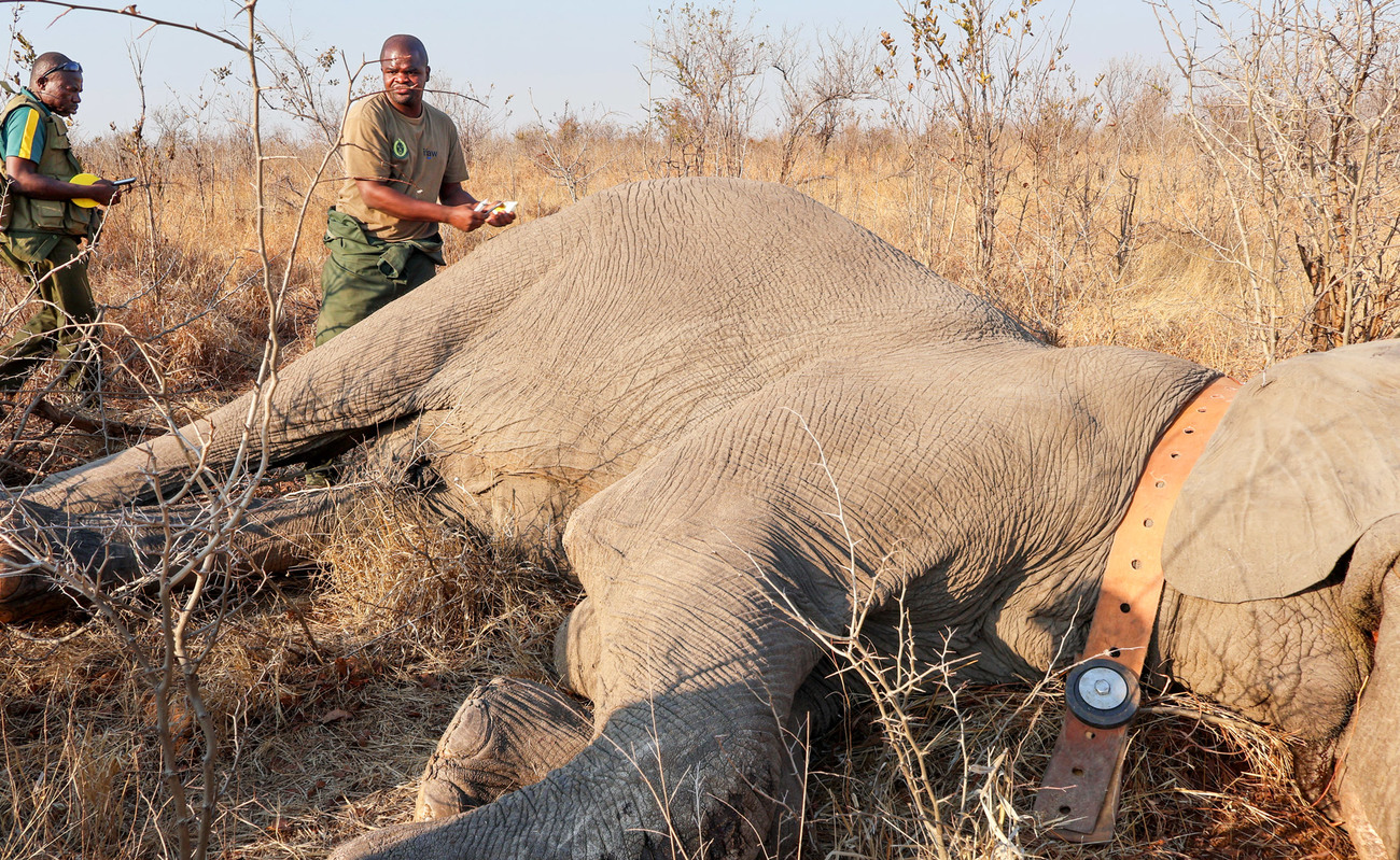 An elephant is fitted with a GPS-enabled satellite collar in Hwange National Park, Zimbabwe.