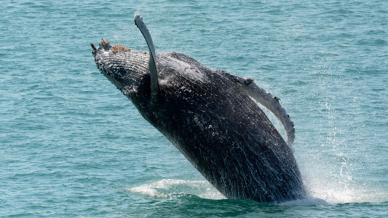 A humpback whale breaching.