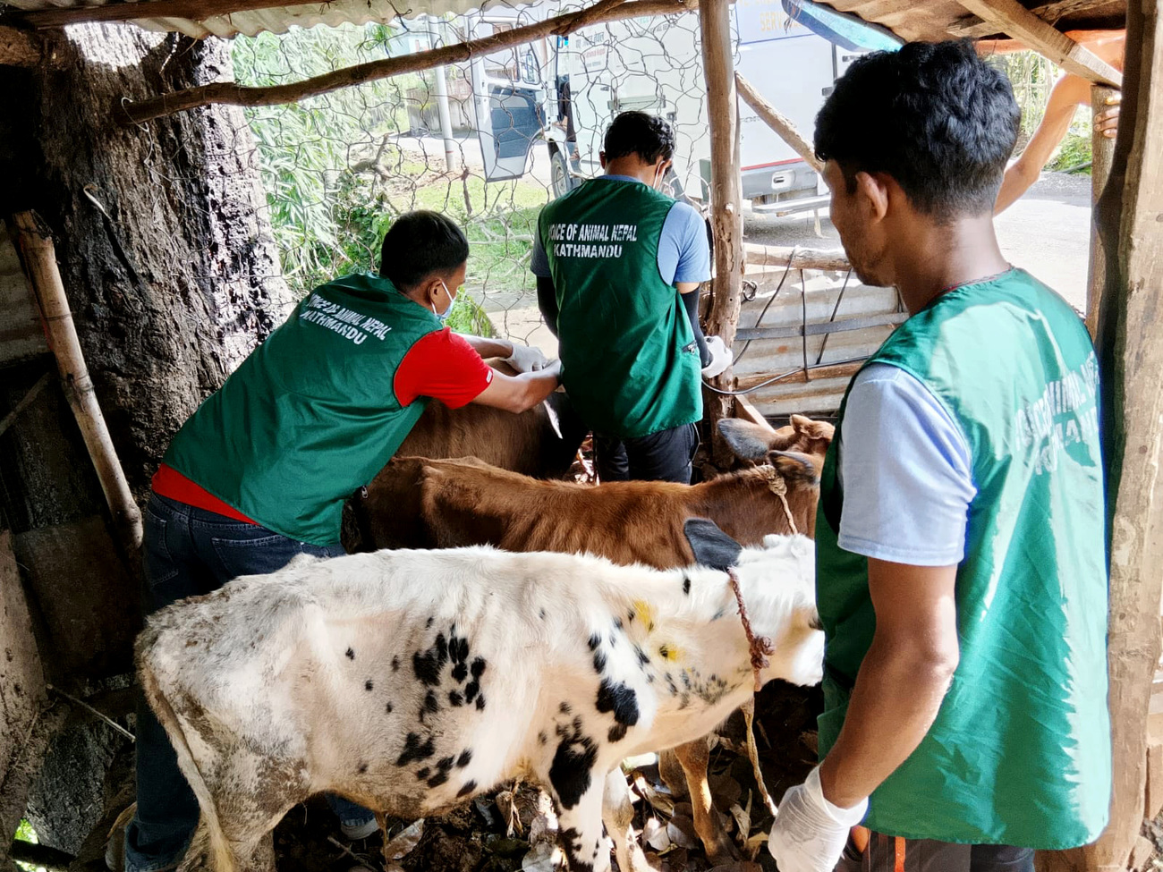 Animals affected by the 2026 Nepal floods receive food, veterinary care, and temporary shelter with support from local responders.