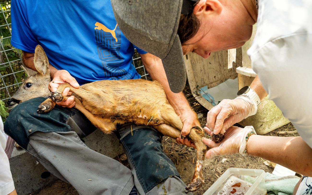 A deer named Byanca had her legs burned in wildfires in Gironde, France, during the summer of 2026 is being treated at Centre de soins de la faune sauvage poitevine.