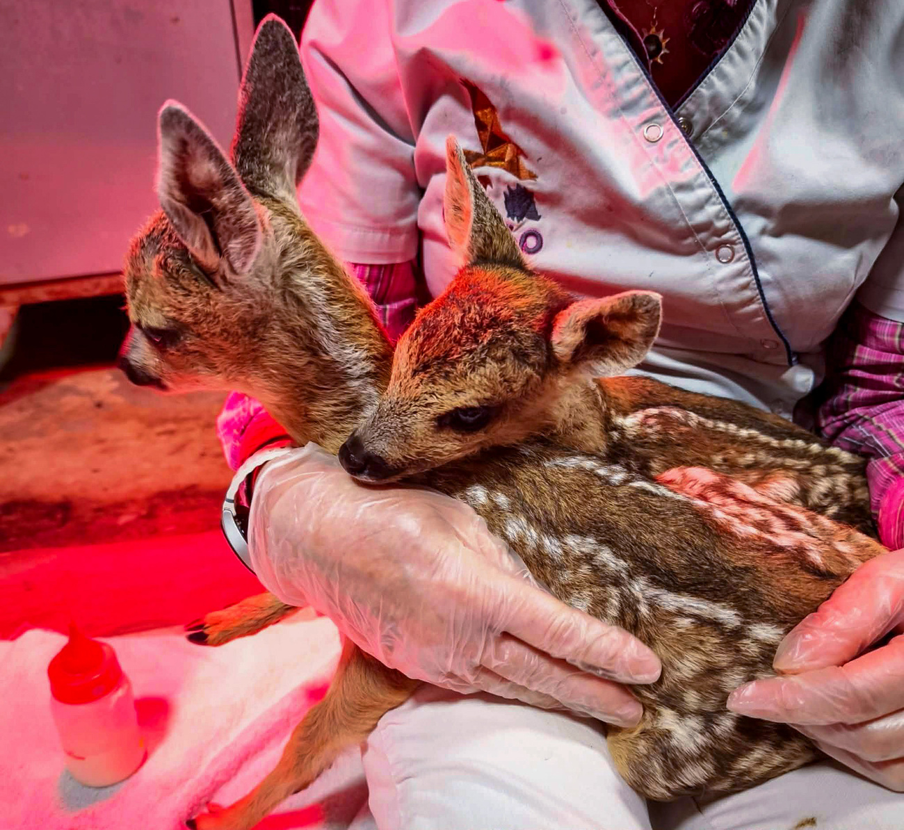 Two fawns affected by the wildfires in Gironde, France, during the summer of 2026 are being treated at Centre de soins de la faune sauvage poitevine.