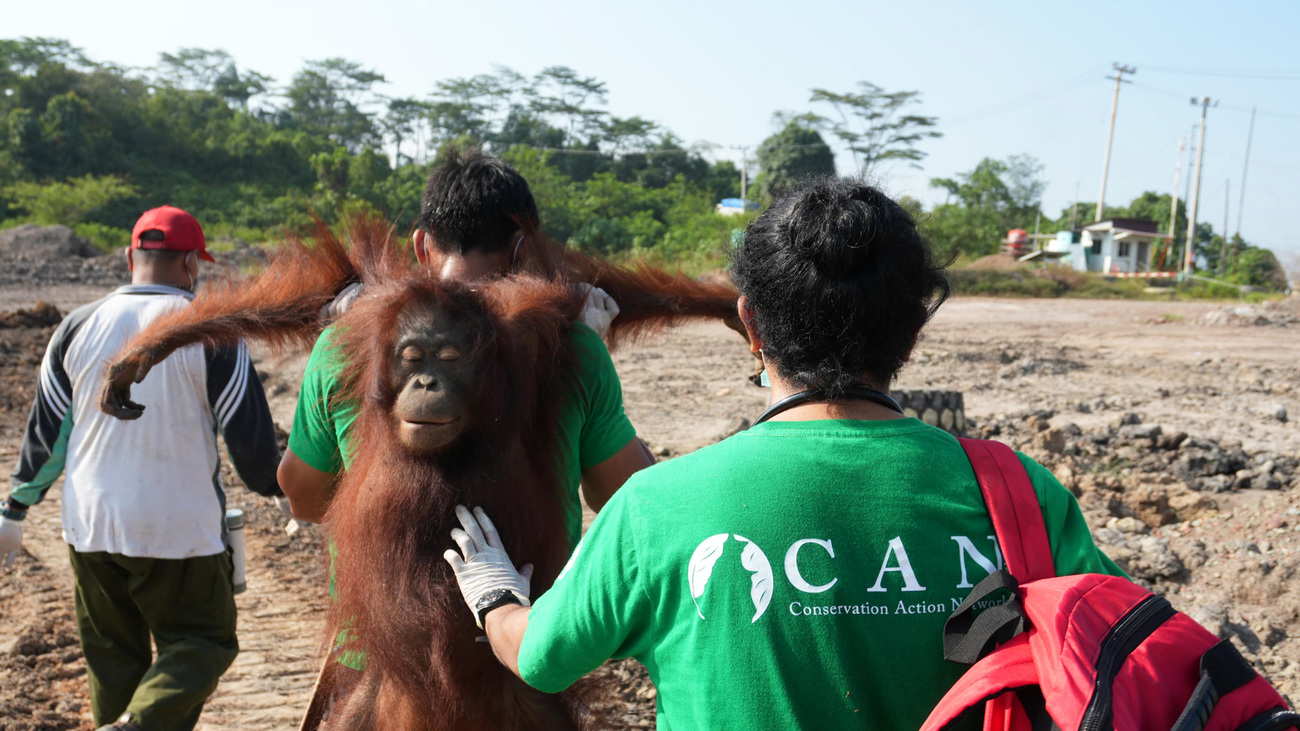 With support from IFAW, Conservation Action Network Indonesia (CAN) teams rescue and relocate orangutans affected by wildfires in Indonesian Borneo.