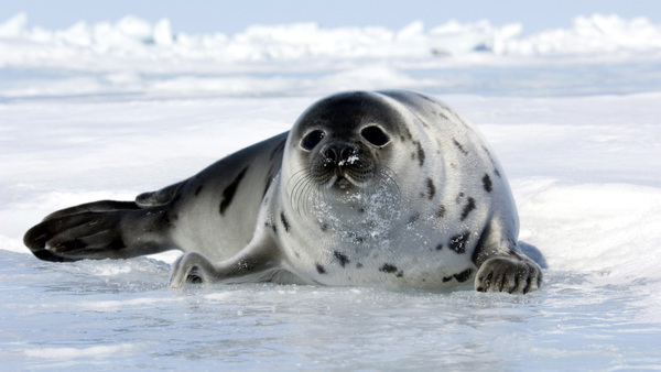EU Seal Trade Regulation needs to be celebrated, not evaluated