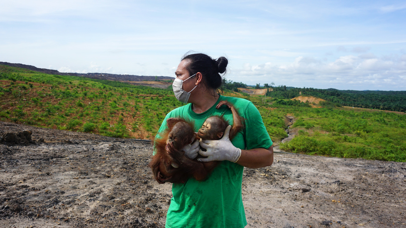 Conservation Action Network Indonesia (CAN) responds to an orangutan affected by the 2026 wildfire emergency in Indonesian Borneo.