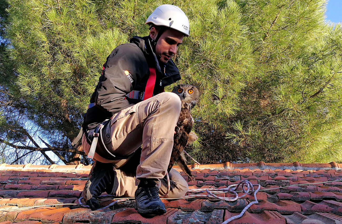 GREFA’s Rescue Team responds to wildlife in need in Spain.
